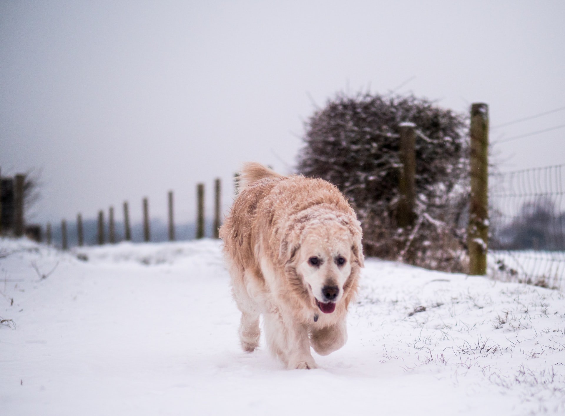how-to-entertain-dogs-in-winter-banner