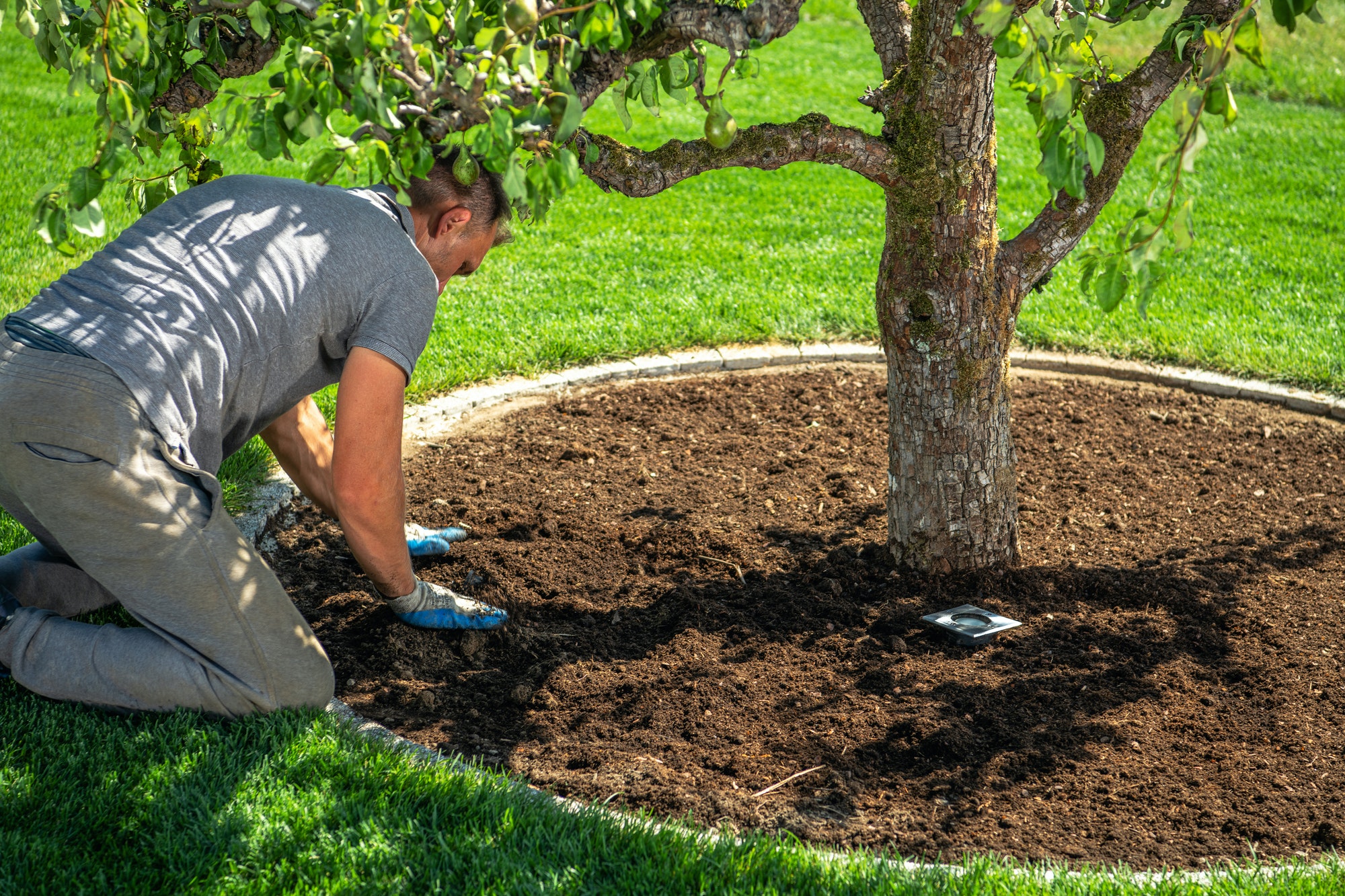 Men Redesigning His Garden Creating Circle Around Pear Tree