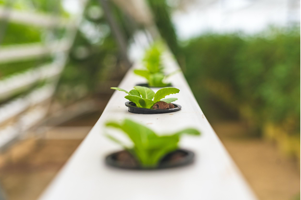 Growing Plants Indoor Using Aquaponics