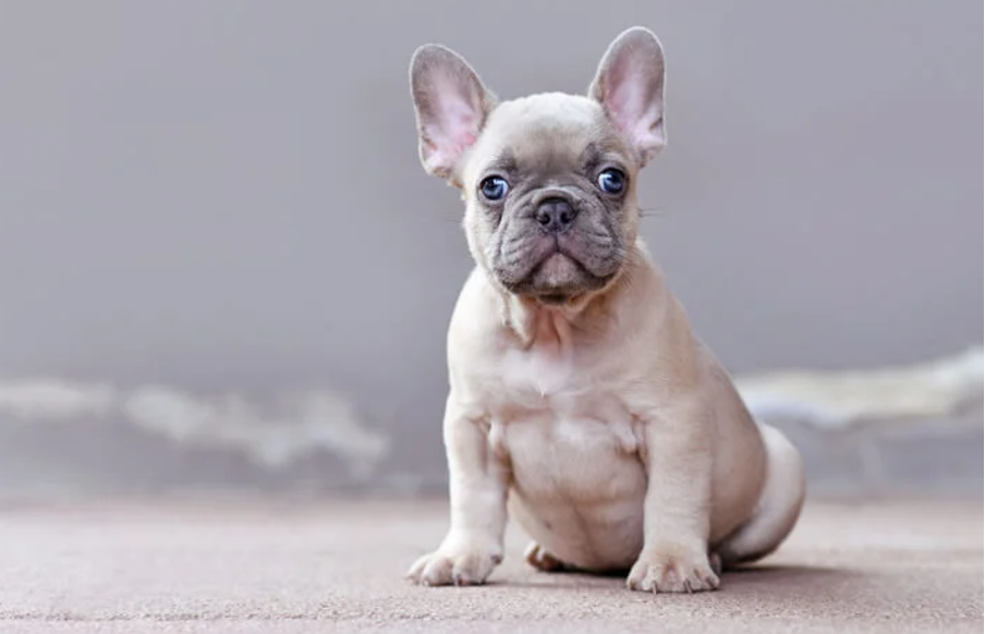 Isabella Coat Color French Bulldogs